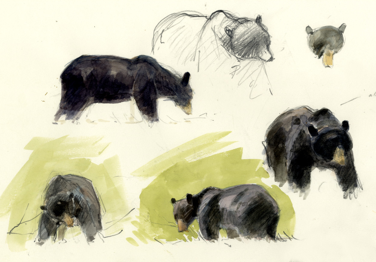 Sketches of Black Bear from the 1997 visit