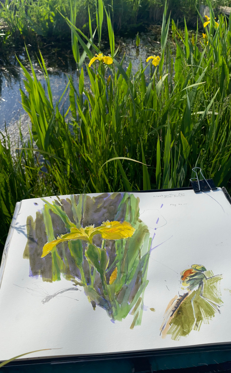 Field sketching, Woodwalton Fen