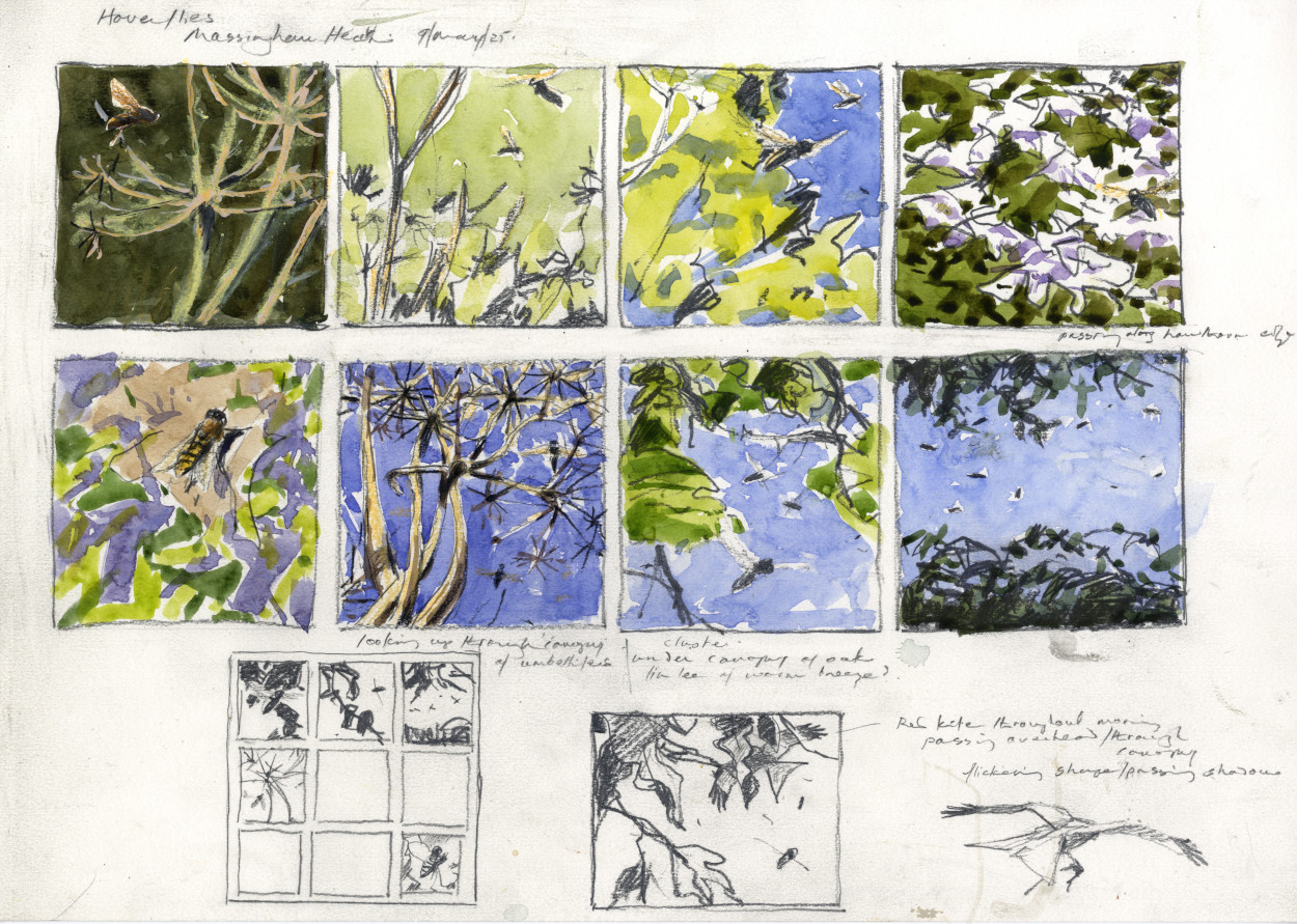 An A3 sheet of studies compile over a morning as I watched hoverfly activity.