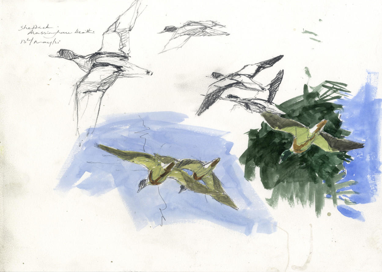 One of the field sketches from a day in 2025 I spent sitting at the edge of a field full of oxeye daisies.  I watched and sketched as birds, butterflies and dragonflies passed, but it was the brightness of the shelduck against the landscape that created the idea of an image that would work well as a print.