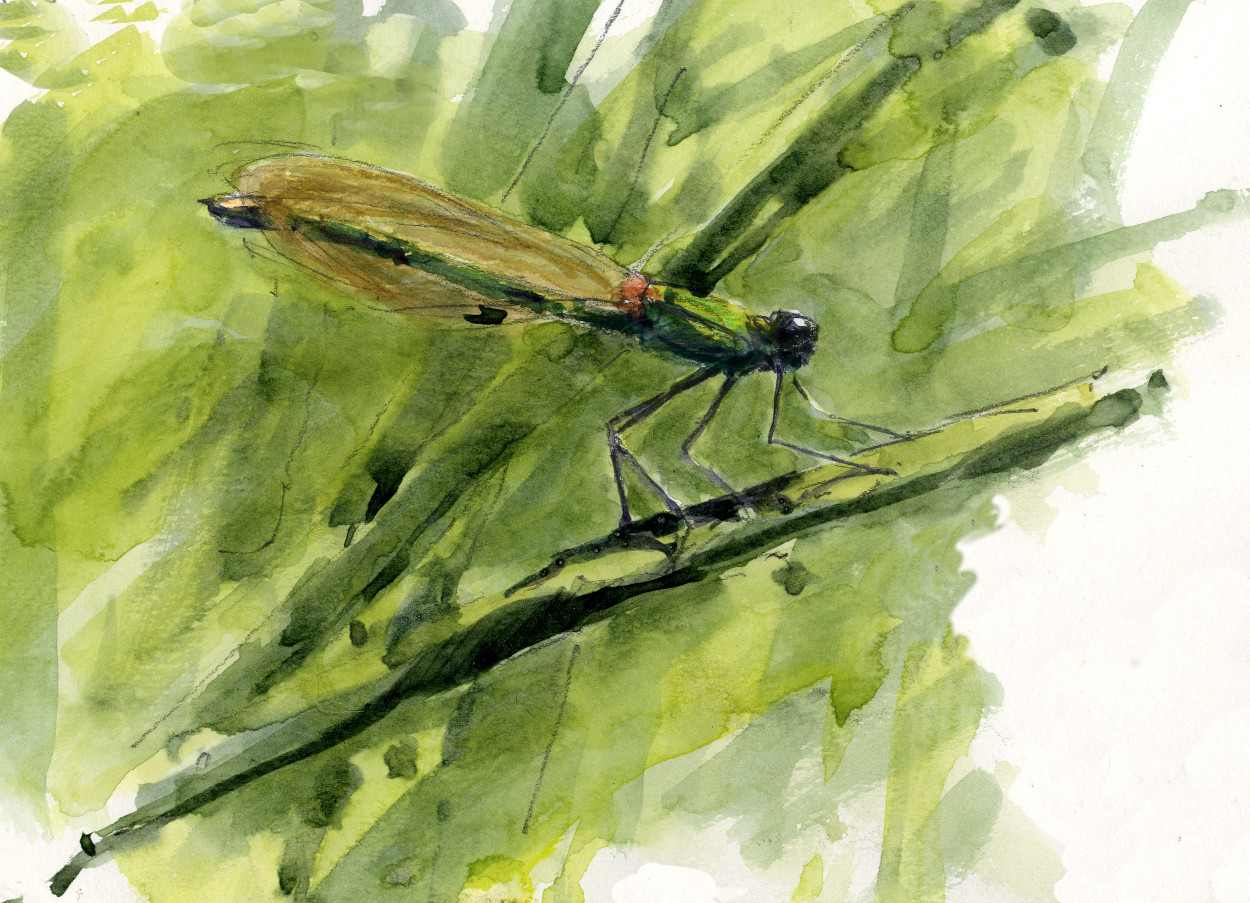 Banded Demoiselle (Calopteryx splendens - female)