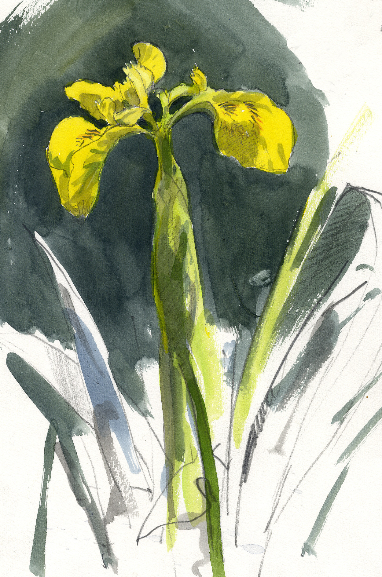 Flag Iris (Iris pseudacorus) 