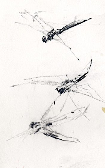 Four-spotted Chaser (Libellula quadrimaculata)