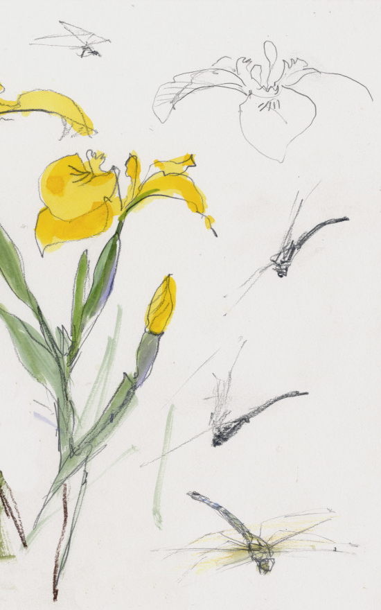 Flag Iris and Hairy Dragonflies