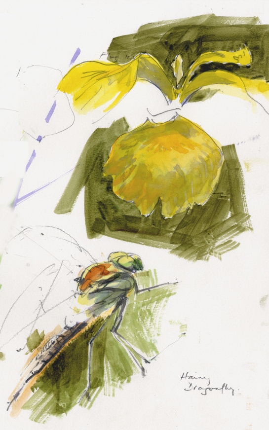 Flag Iris (Iris pseudacorus) and Hairy Dragonfly (Brachytron pratense)